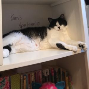 Meet your Posher, Kitten